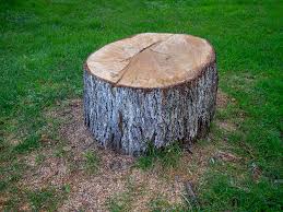 Best Tree Risk Assessment  in Lochearn, MD
