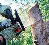 Best Leaf Removal  in Lochearn, MD