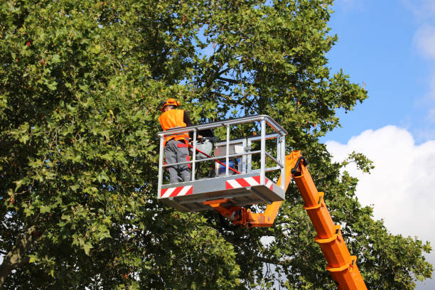 Best Tree Trimming and Pruning  in Lochearn, MD