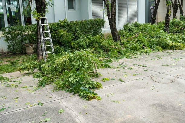 Best Lawn Renovation and Restoration  in Lochearn, MD