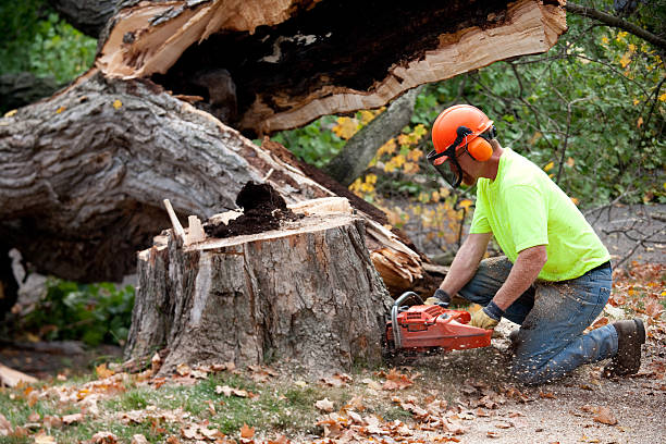 Best Lot and Land Clearing  in Lochearn, MD
